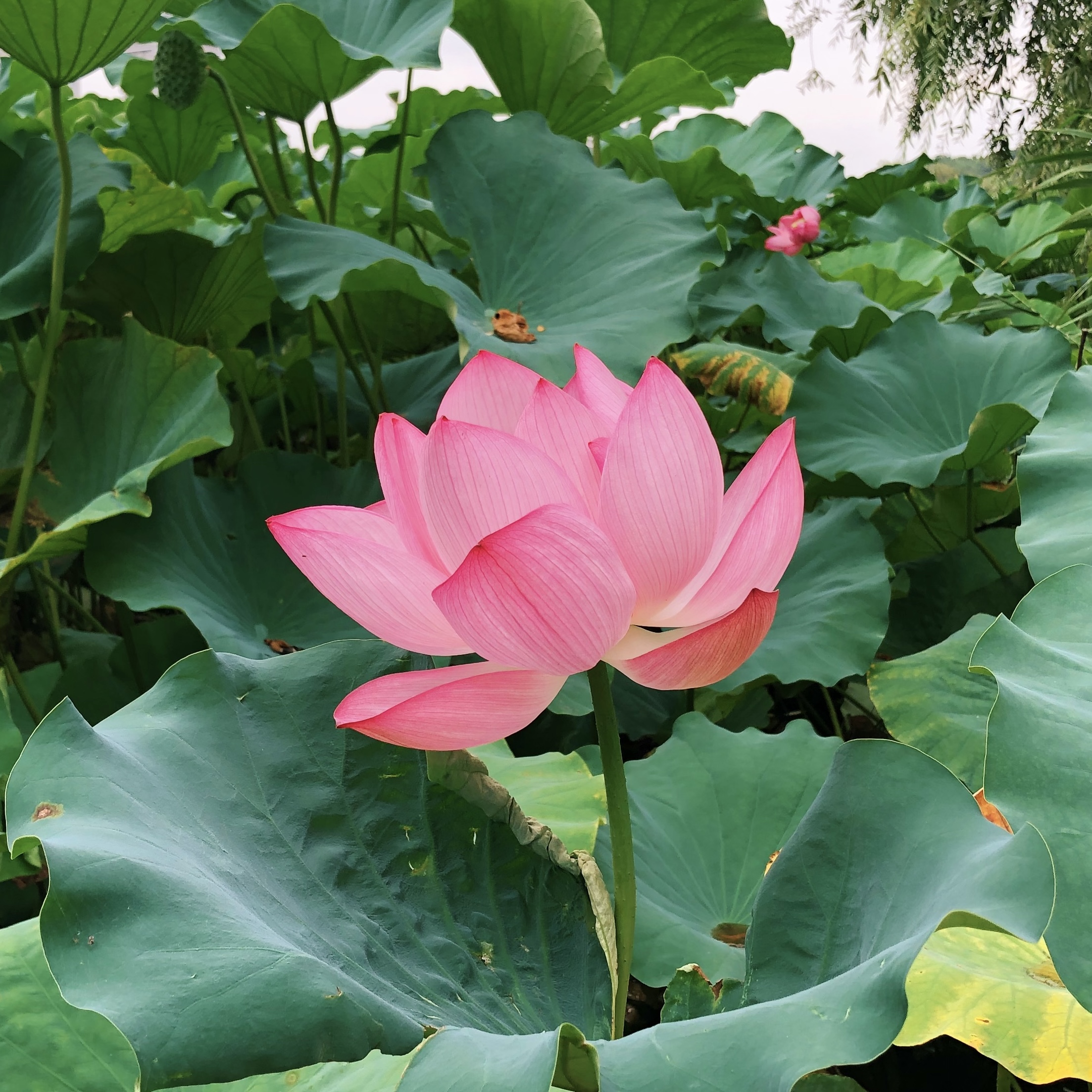 a picture of a lilly